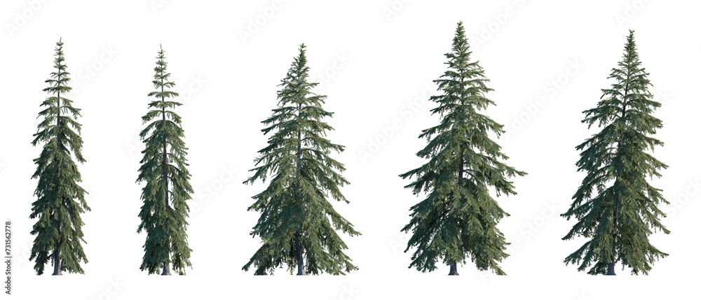 Picea Glauca frontal set (White, Canada, cat, skunk, single, western white, Porsild, black hill spruce) pinaceae needled fir tree medium and big isolated png on a transparent background cutout hd
