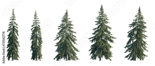 Picea Glauca frontal set  White  Canada  cat  skunk  single  western white  Porsild  black hill spruce  pinaceae needled fir tree medium and big isolated png on a transparent background cutout hd
