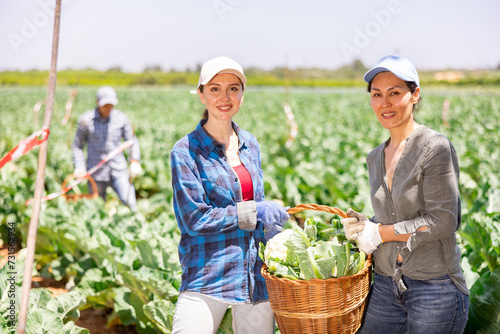 Smiling asian and caucasian women horticulturists holding wicker basket of cauliflowers while standing on vegetable plantation. © JackF