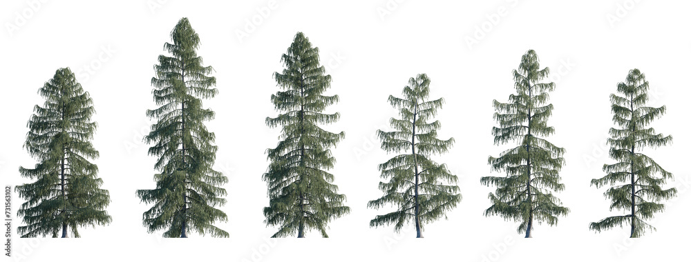 Picea breweriana frontal set (Brewer spruce, Brewer's weeping spruce, weeping spruce) evergreen pinaceae needled fir tree big  isolated png on a transparent background perfectly cutout high res
