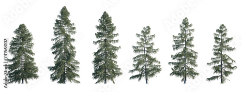 Picea breweriana frontal set (Brewer spruce, Brewer's weeping spruce, weeping spruce) evergreen pinaceae needled fir tree big isolated png on a transparent background perfectly cutout high res 