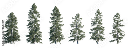 Picea breweriana frontal set (Brewer spruce, Brewer's weeping spruce, weeping spruce) evergreen pinaceae needled fir tree big  isolated png on a transparent background premium cutout photo