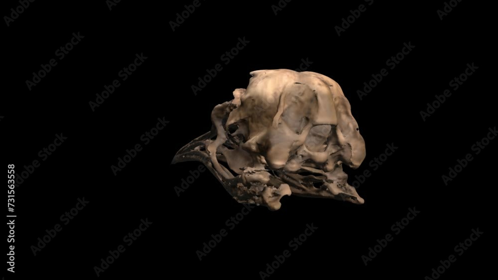 3D rotating skull of a penguin head in transparent background 3D rotating skull of a penguin head in transparent background