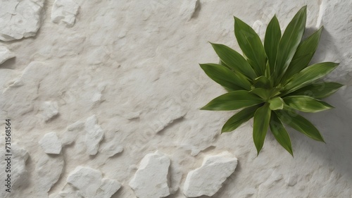 Plant on white stone texture. Natural background for product presentation.
