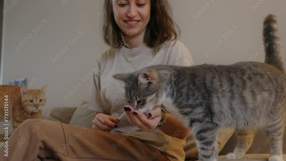 Smiling woman feeding from the palm of a gray cat sitting on the sofa. Pet owner. Beautiful domestic striped tabby feline kitten. Smiling woman feeding from the palm of a gray cat sitting on the sofa. Pet owner. Beautiful domestic striped tabby feline kitten.