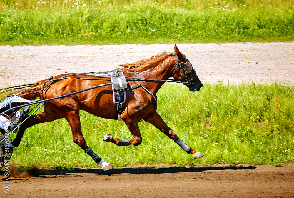 beautiful horse running along a hippodrome beautiful horse running along a hippodrome