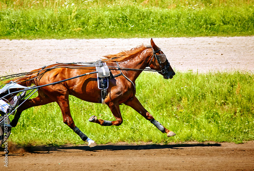 beautiful horse running along a hippodrome