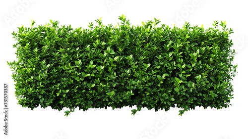 green trimmed bush hedge fencing, isolated on transparent background