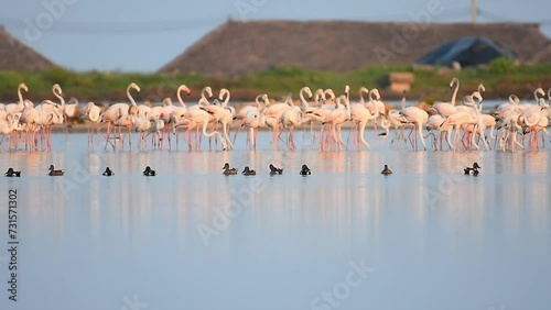 Beautiful movements in greater flamingos photo