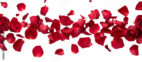 Fototapeta Naklejka Na Ścianę i Meble -  strip of scattered red rose petals, isolated on transparent background