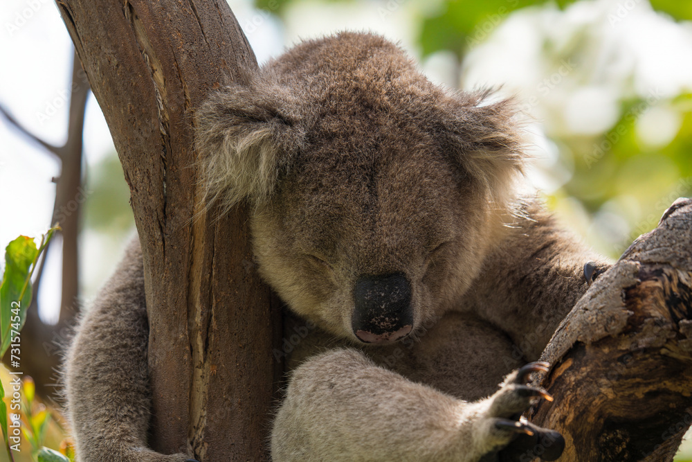 Obraz premium Wild koala sleeping on the tree