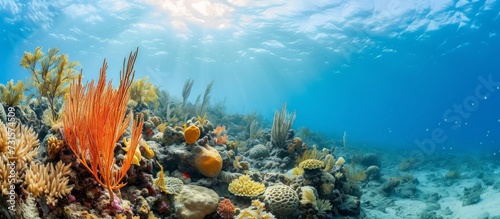Coral and sponge-filled Caribbean Sea seascape near Curacao.