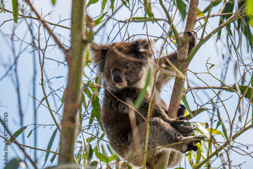 Fototapeta Naklejka Na Ścianę i Meble -  Wild koala on the tree