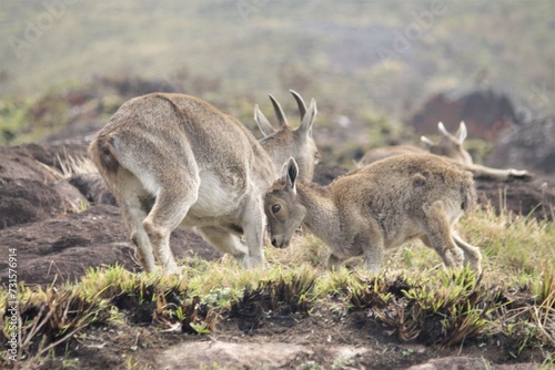 Nilgiri Thar  Rajamala National Park