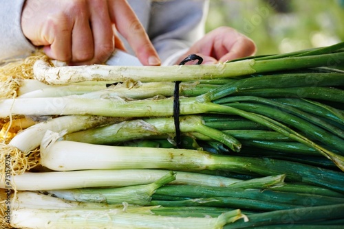 Preparation of spring onions 
