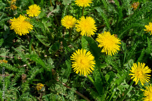 Common Dandelion blossom. Yellow flovers of Blowball  and leaves photo