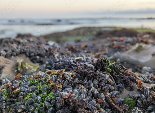 wild California Blue Mussels thriving on Half Moon Bay's rocky shore at low tide photo