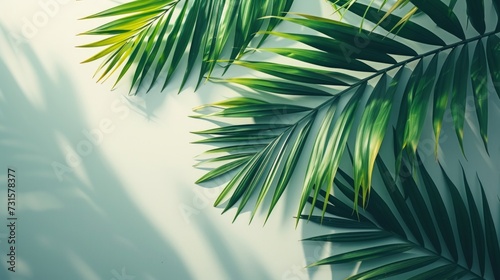 Tranquil scenes featuring tropical leaves against minimalist settings