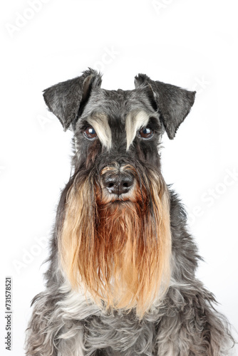portrait of miniature schnauzer looking in front isolated on white