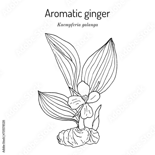 Aromatic ginger (Kaempferia galanga), edible and medicinal plant photo