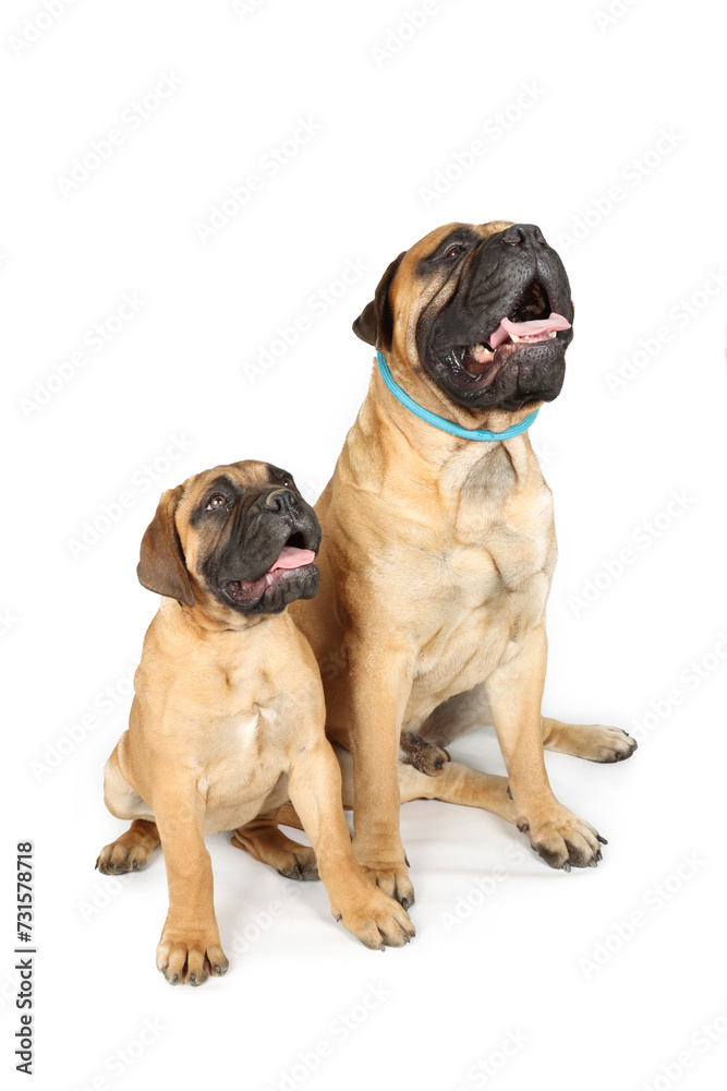 father and son bullmastiff dog sitting on white background father and son bullmastiff dog sitting on white background