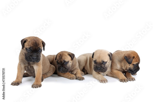 group of bullmastiff puppy isolated on white background 