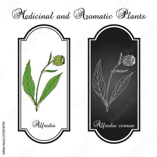 Alfredia cernua, medicinal plant. Hand drawn botanical vector illustration. photo