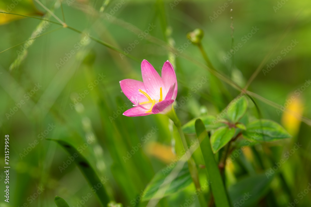 Lone pink rain lily flower in the garden