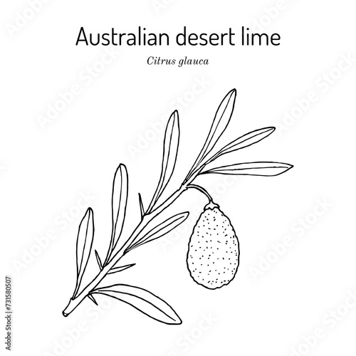 Australian desert lime (citrus glauca), edible and medicinal plant
