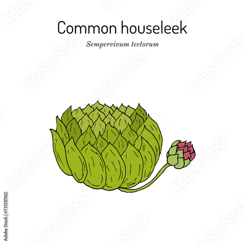 Common houseleek (Sempervivum tectorum), medicinal plant