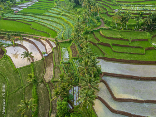 Rice terrace in the hill