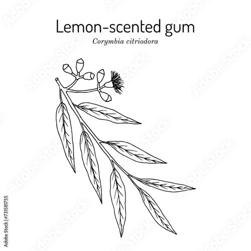 Lemon-scented gum, or lemon eucalyptus (Corymbia citriodora), medicinal plant