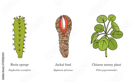 Collection of edible and medicinal plants photo