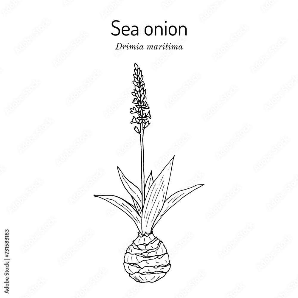 Wall Mural Sea onion or maritime squill. (Drimia maritima), medicinal plant