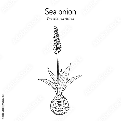 Sea onion or maritime squill. (Drimia maritima), medicinal plant