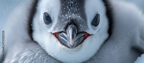 A close-up of a bird s face  featuring a penguin with an electric blue iris  long eyelashes  and a red beak.