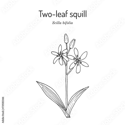 Alpine squill, or two-leaf squill (Scilla bifolia), ornamental plant