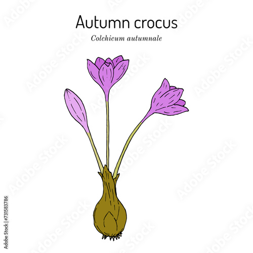 Autumn crocus, meadow saffron, or naked ladies (Colchicum autumnale), medicinal plant