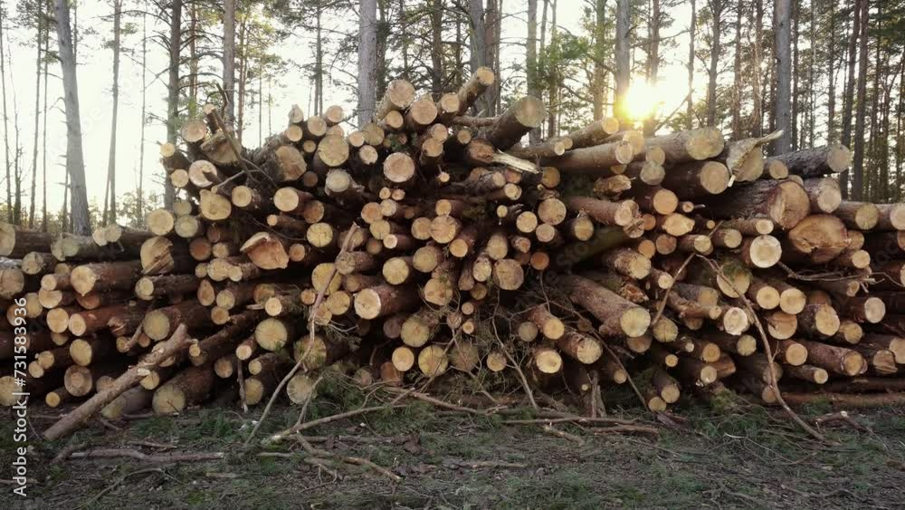 Bucked felled wood, timber. Lot of sawn log trunks lie in forest, lumber prepared for transport. Logging. Deforestation. Round ends of newly cut pine spruce trees. Sun rays. Protection of nature Bucked felled wood, timber. Lot of sawn log trunks lie in forest, lumber prepared for transport. Logging. Deforestation. Round ends of newly cut pine spruce trees. Sun rays. Protection of nature