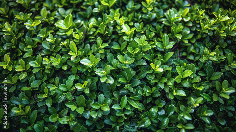 Close-Up of a Bush With Green Leaves Close-Up of a Bush With Green Leaves