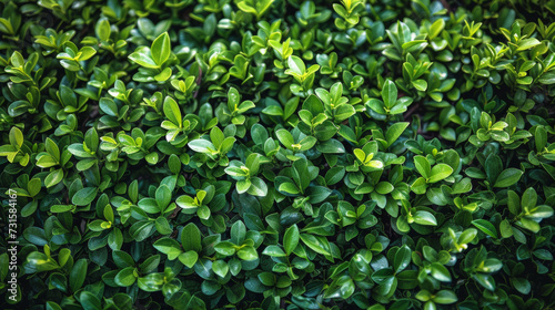 Close-Up of a Bush With Green Leaves