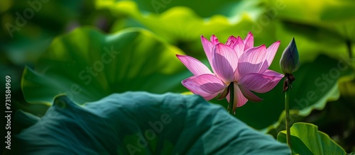 A close-up of a pink lotus flower with green leaves, showcasing the beauty of this aquatic plant in a natural landscape.