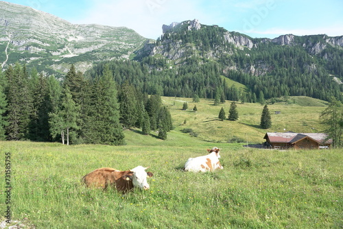 Kuehe an der Wurzeralm