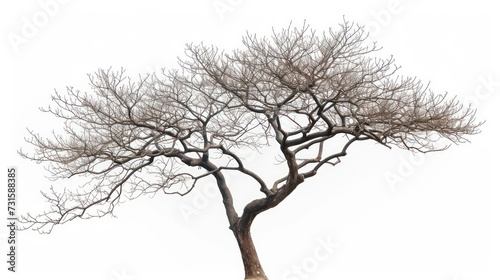 tree with roots on white background