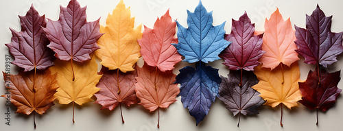 A flat lay Facebook banner image with different colorful maple leaves in order to color tones on white background 