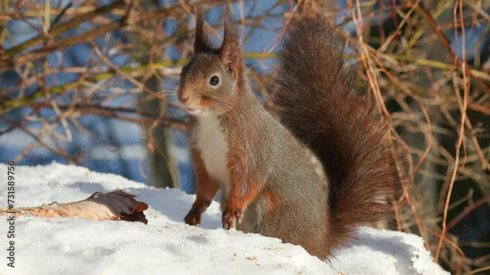 red squirrel animal on ground feed watching sunny day rise body sciurus vulgaris natural world norway red squirrel animal on ground feed watching sunny day rise body sciurus vulgaris natural world norway