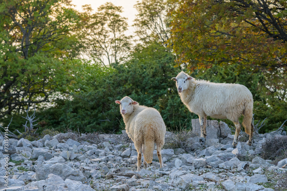 Fototapeta premium Two sheep standing on the rocky surface between bushes