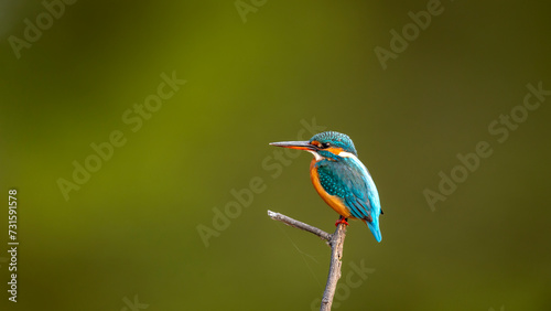 wild male common kingfisher or Alcedo atthis is a small colorful bird closeup or portrait perched in natural green background at keoladeo national park or bharatpur bird sanctuary rajasthan india asia © Sourabh