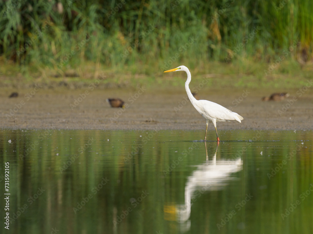 A Great Egret standing in a pond A Great Egret standing in a pond