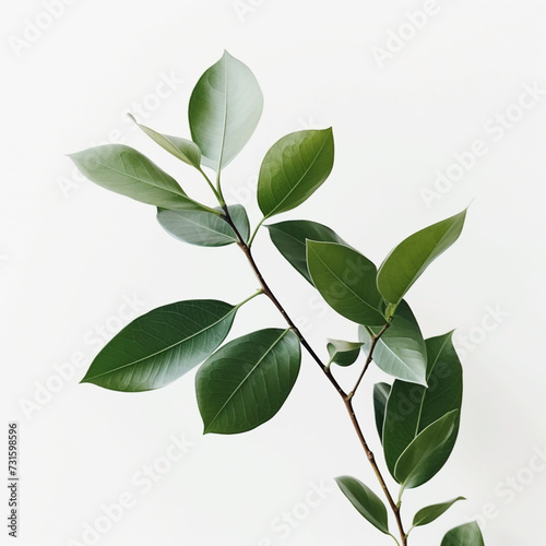 An isolated green plant branch sprig on white background 